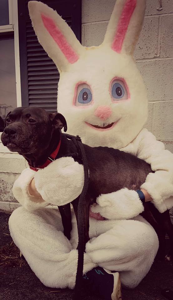image of easter bunny holding dog