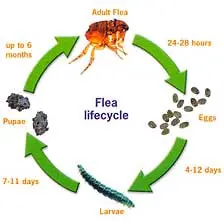 flea life cycle