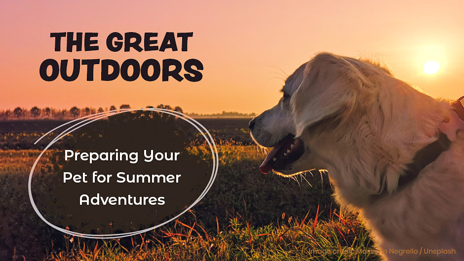 The Great Outdoors – Preparing Your Pet for Summer Adventures