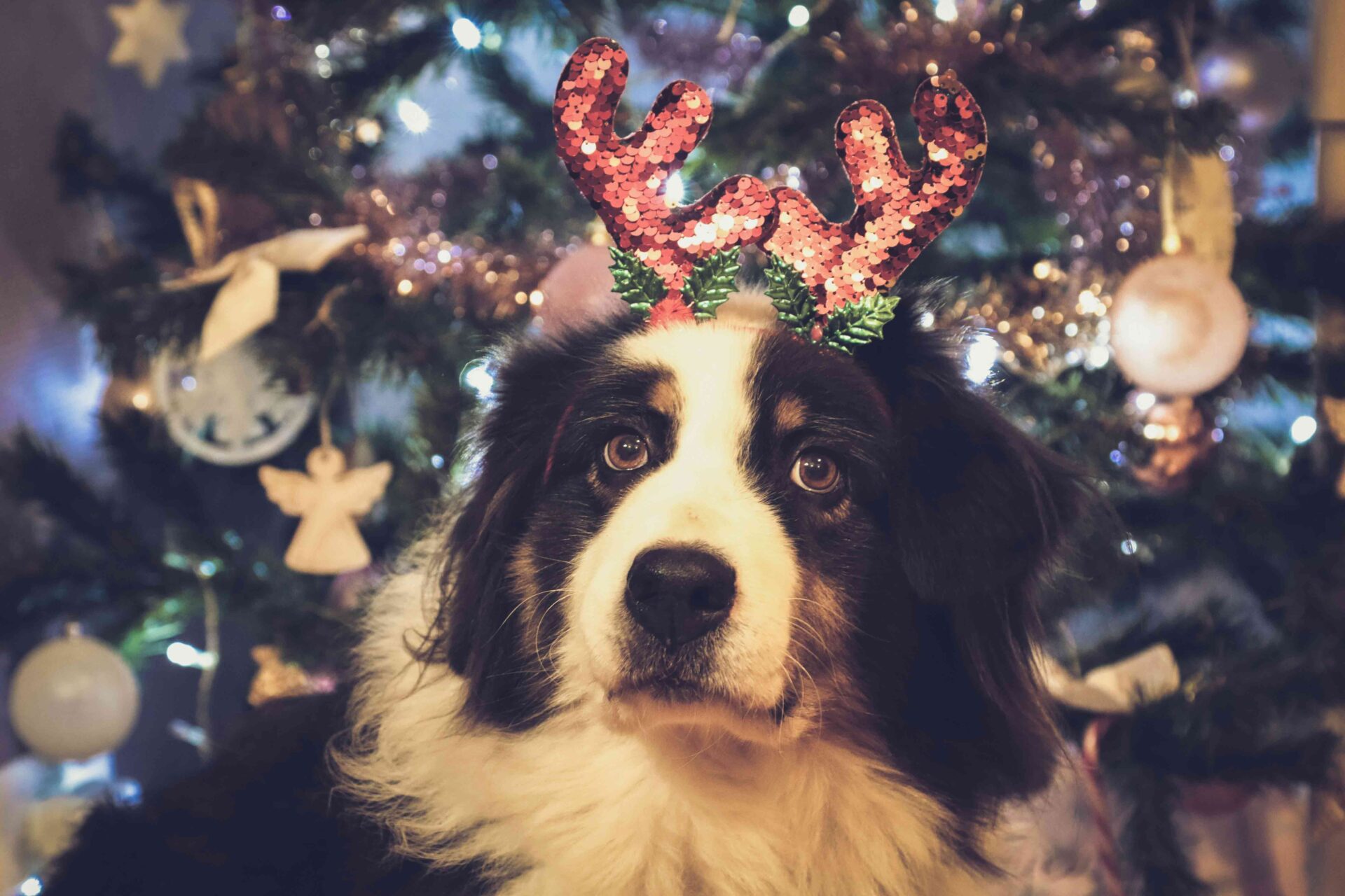 The Busy Holiday Season: Making Time for Your Pets - Penn-Ohio